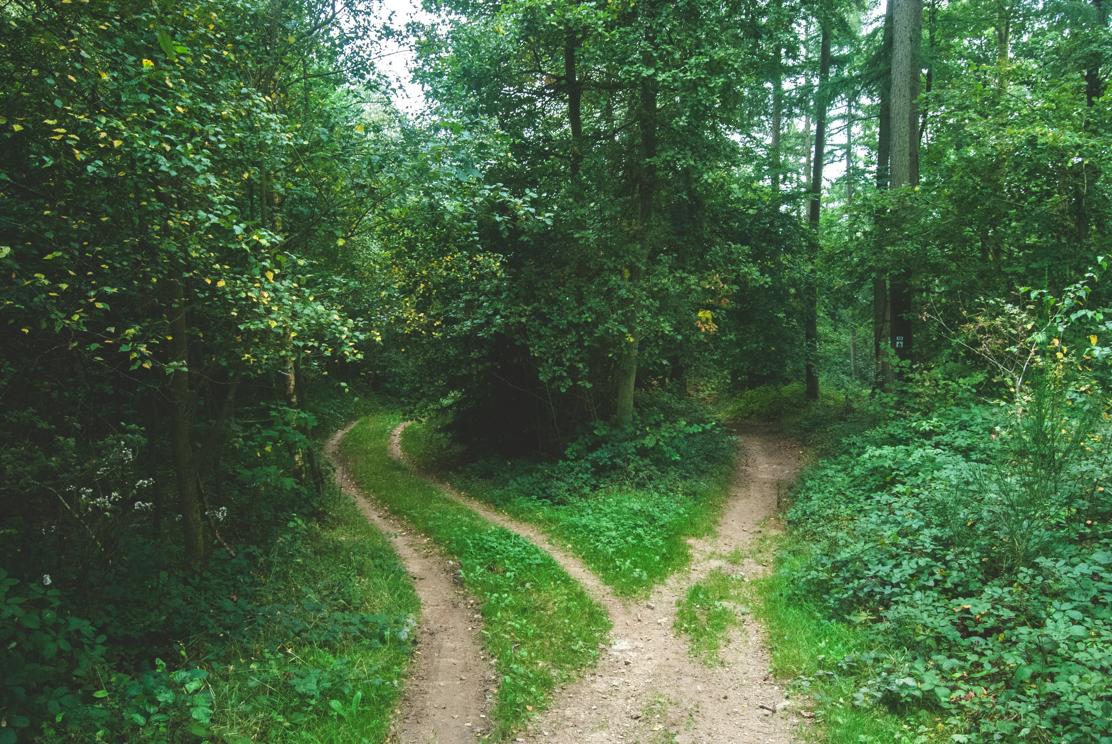A forking path in nature representing branching decision points and counterfactual analysis